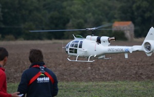 Vol majestueux de la Gazelle de Laurent